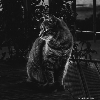Celebrate National Black Cat Day 2021: Showcase Your Unique Black Cat