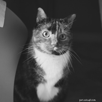 Celebrate National Black Cat Day 2021: Showcase Your Unique Black Cat