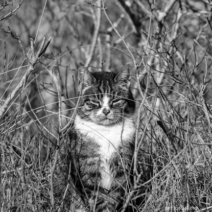 Celebrate National Black Cat Day 2021: Showcase Your Unique Black Cat