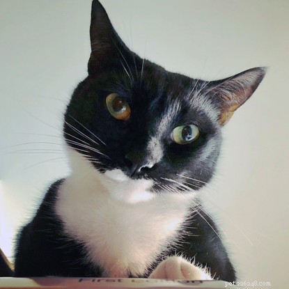 Beyond the Myths: How Cats Boost Mental Well‑Being