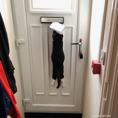 Beyond the Myths: How Cats Boost Mental Well‑Being
