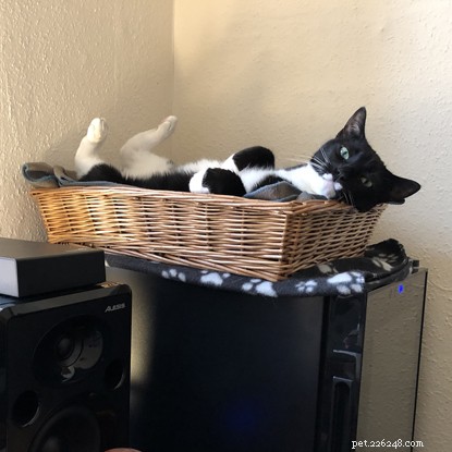 Beyond the Myths: How Cats Boost Mental Well‑Being
