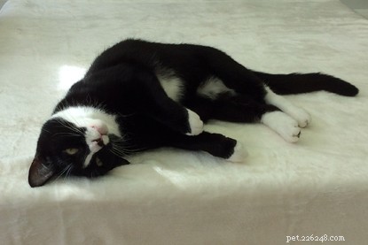 Jessie, the Black Cat, Finds Joy and Stability at Richmond Branch After Overcoming Food Scarcity