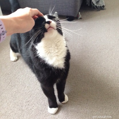 Jessie, the Black Cat, Finds Joy and Stability at Richmond Branch After Overcoming Food Scarcity