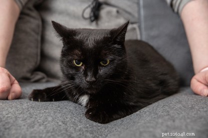 How Walter the Cat Helps Hazel Detect Life-Threatening Diabetic Attacks