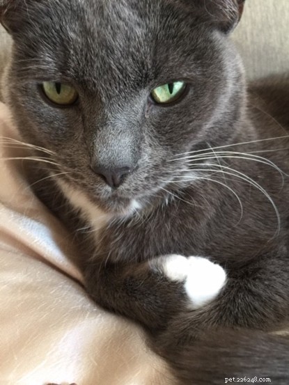 Boots the Cat: Supporting Shirley Ann Through Grief and Mental Health Challenges