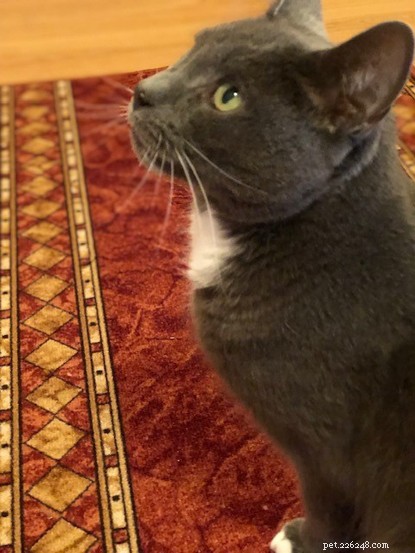 Boots the Cat: Supporting Shirley Ann Through Grief and Mental Health Challenges