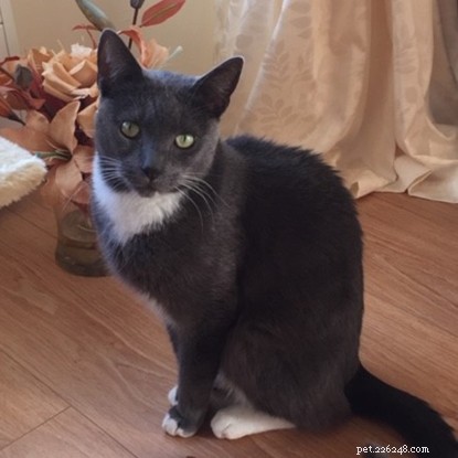 Boots the Cat: Supporting Shirley Ann Through Grief and Mental Health Challenges