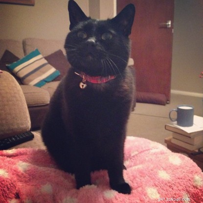 Aimee Wilson Shares How Her Cat Became a Lifeline During Mental Health Struggles