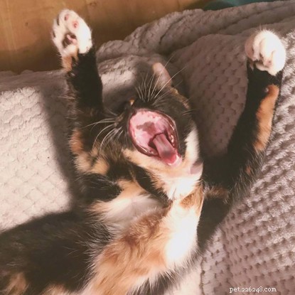 Aimee Wilson Shares How Her Cat Became a Lifeline During Mental Health Struggles