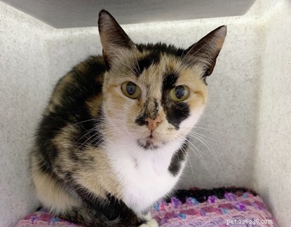 Tortoiseshell Cat Survives 12-Day Shipping Journey, Now Seeking a Loving Home in the UK