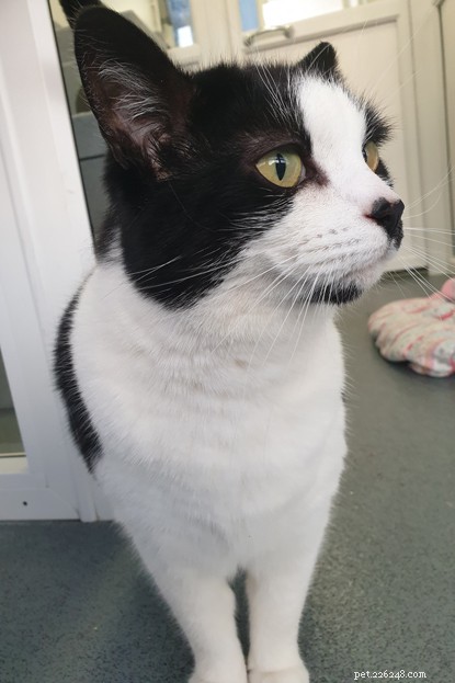 Find Forever Homes for Tyneside Cats Popsy & Betsy Before Christmas