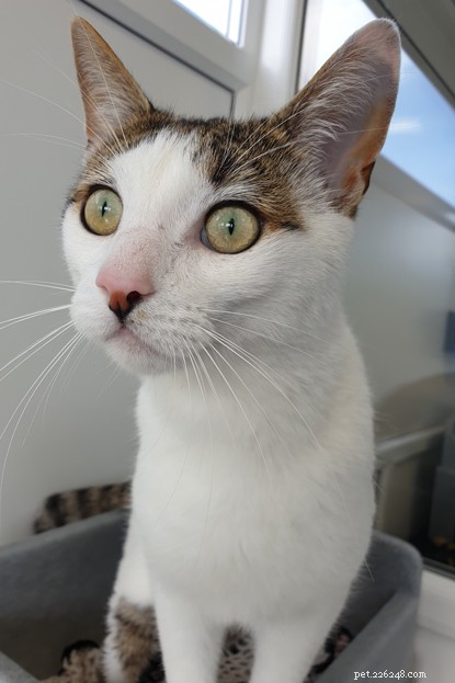 Find Forever Homes for Tyneside Cats Popsy & Betsy Before Christmas