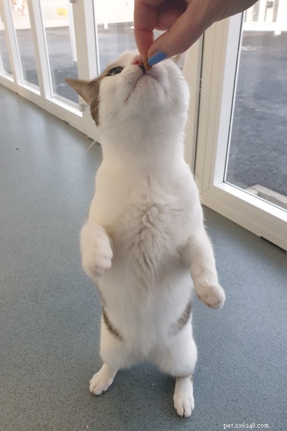 Find Forever Homes for Tyneside Cats Popsy & Betsy Before Christmas