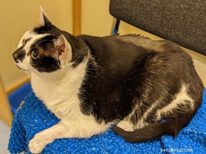 Cats Protection s Weight‑Loss Success: Paisley s Diet Plan & Tips to Keep Cats Healthy