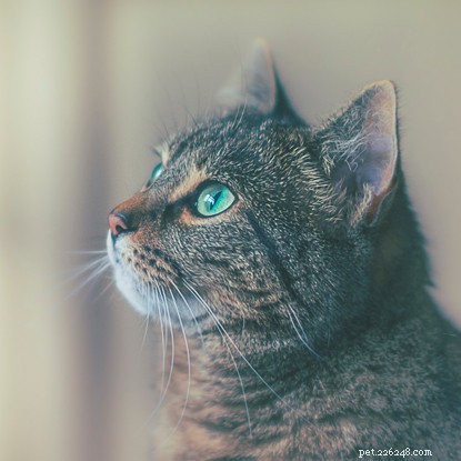 Paws Protect: Safe, Free Cat Fostering for Domestic Abuse Survivors