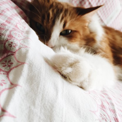 Paws Protect: Safe, Free Cat Fostering for Domestic Abuse Survivors