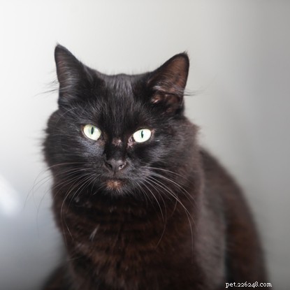 Libby’s Winter Rescue Inspires Cats Protection’s Heartwarming Christmas Animation