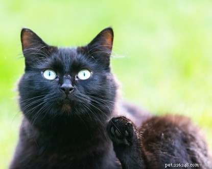 Libby’s Winter Rescue Inspires Cats Protection’s Heartwarming Christmas Animation