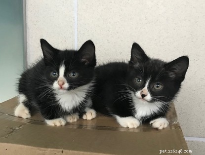 Four Abandoned Kittens in Sussex Rescued, Adopted into Loving Homes