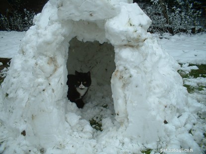 Cat Dad Spotlight: Heartwarming Acts of Love From Proud Cat Parents