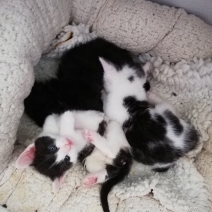 Volunteering at Cats Protection: Hand‑Rearing and Bottle‑Feeding Newborn Kittens