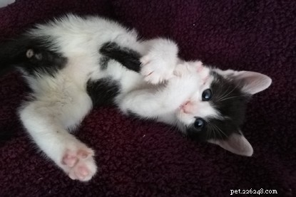 Volunteering at Cats Protection: Hand‑Rearing and Bottle‑Feeding Newborn Kittens