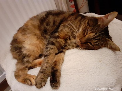 Find a Loving Home for Tulip, an 8‑Year‑Old Torbie Cat