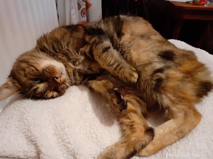 Find a Loving Home for Tulip, an 8‑Year‑Old Torbie Cat