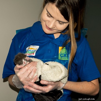 Heartwarming Rescue: Mother Cat and Newborn Kittens Saved from Freezing Shed