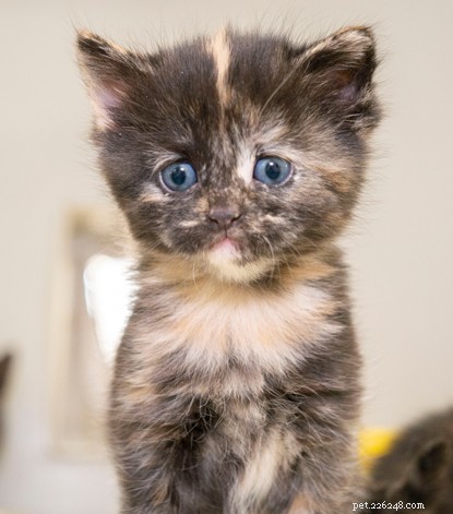 Heartwarming Rescue: Mother Cat and Newborn Kittens Saved from Freezing Shed