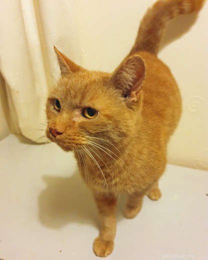 Ginger Cat Matty Miraculously Survives Truck Collision on Whitehall Road