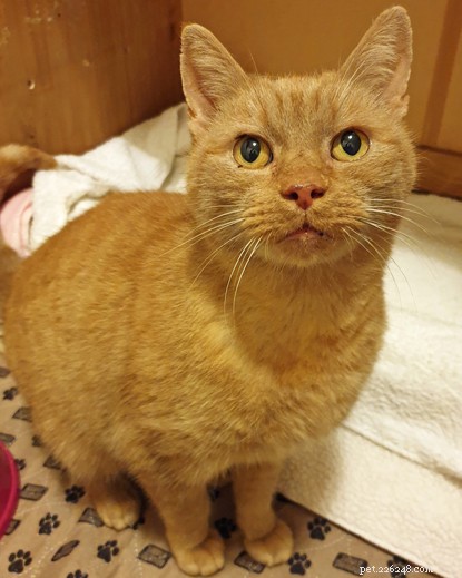Ginger Cat Matty Miraculously Survives Truck Collision on Whitehall Road