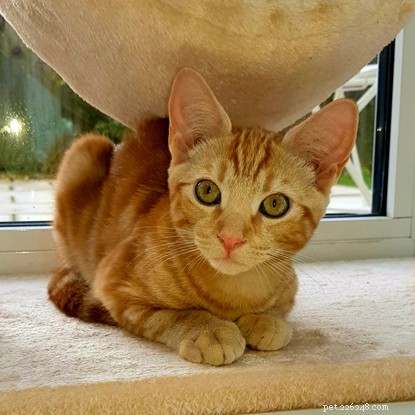 Ginger Kitten Star of People’s Postcode Lottery Ad Finds Forever Home