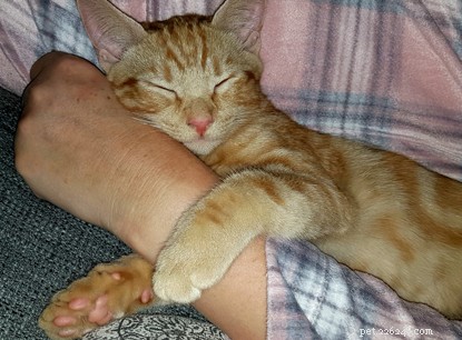 Ginger Kitten Star of People’s Postcode Lottery Ad Finds Forever Home