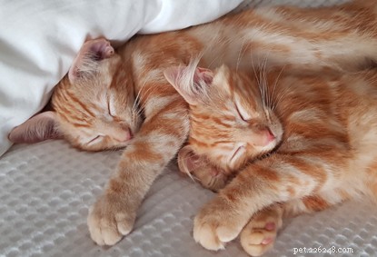 Ginger Kitten Star of People’s Postcode Lottery Ad Finds Forever Home