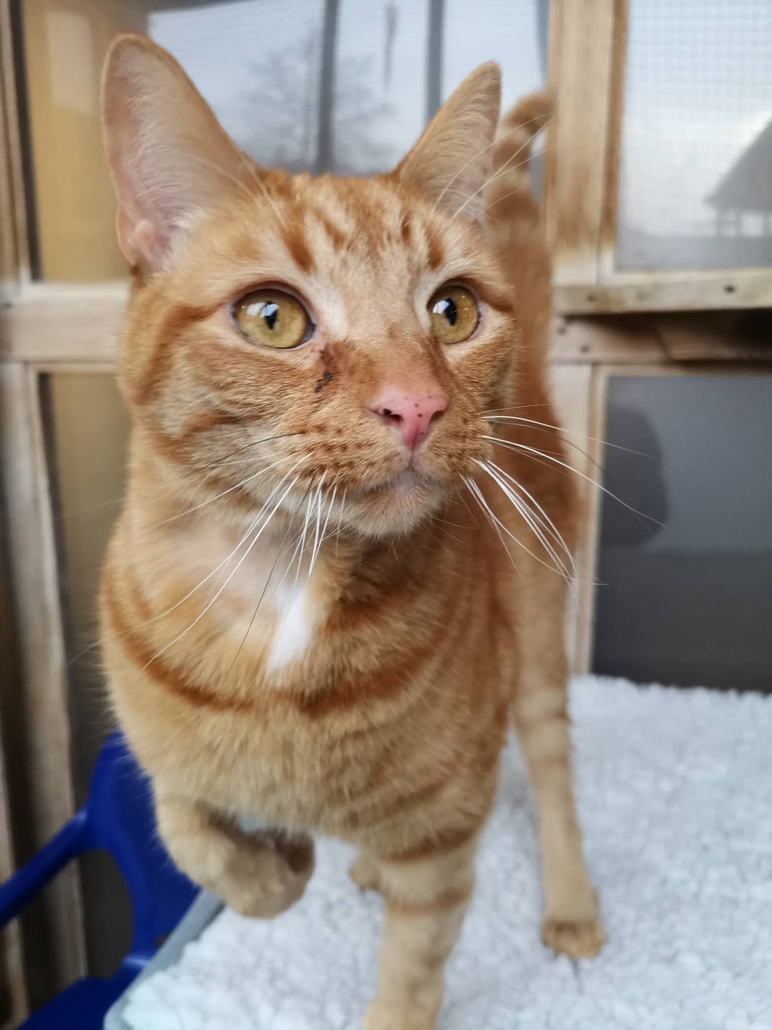 From Aggression to Affection: Veterinary Care Transforms Four-Year-Old Ginger Cat