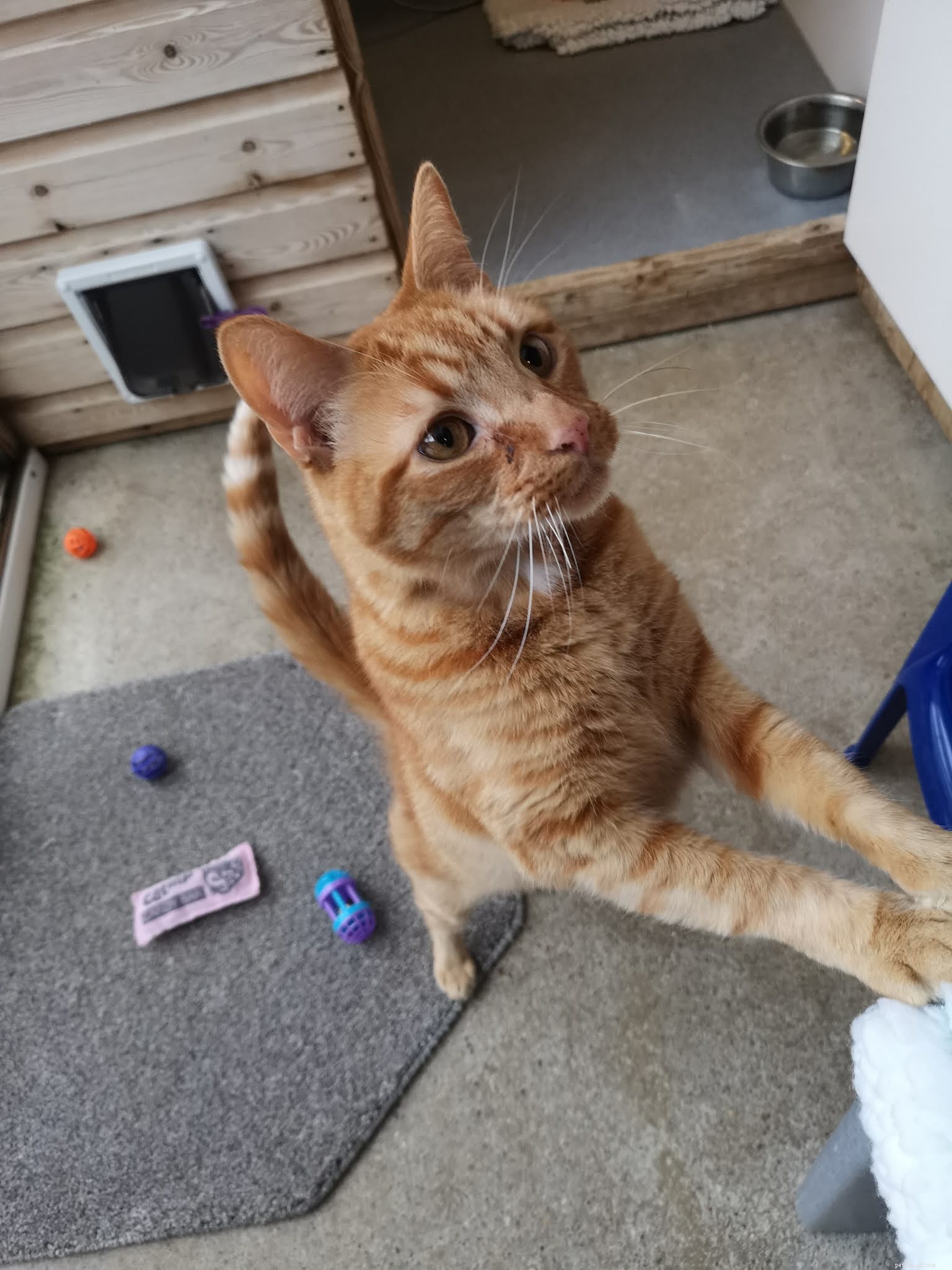From Aggression to Affection: Veterinary Care Transforms Four-Year-Old Ginger Cat