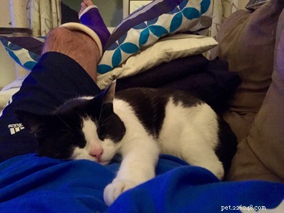 Help Dan Merton Win £1,000 for Cats Protection – Vote for Our Champion Volunteer