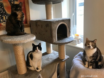Help Dan Merton Win £1,000 for Cats Protection – Vote for Our Champion Volunteer