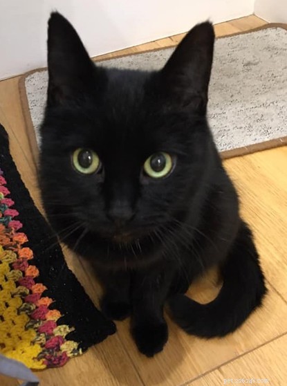 Rescued Cat Finds Loving Home After Owner s Death
