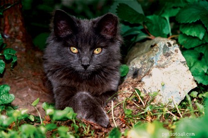 Why Some Cats Have a Tipped Ear: Understanding Ear‑Tipping in Feral Cats