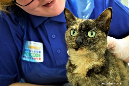 Milk & Cheese: Why They’re Harmful to Cats—Protect Your Pet’s Health