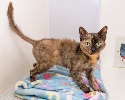 Milk & Cheese: Why They’re Harmful to Cats—Protect Your Pet’s Health