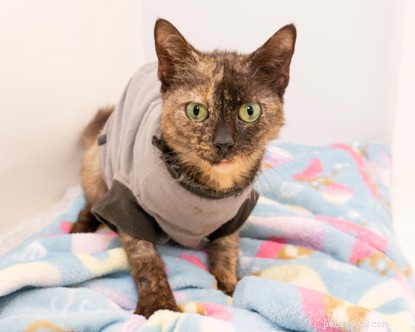Milk & Cheese: Why They’re Harmful to Cats—Protect Your Pet’s Health
