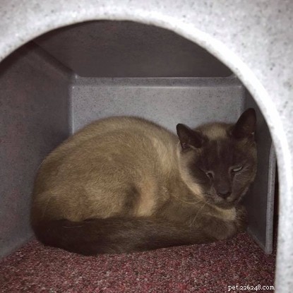 Harley’s Transformation: From Fearful Feline to Confident Cat