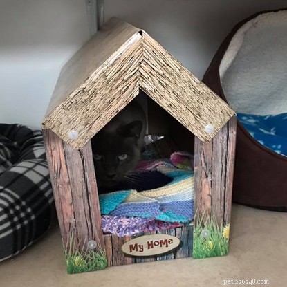 Harley’s Transformation: From Fearful Feline to Confident Cat