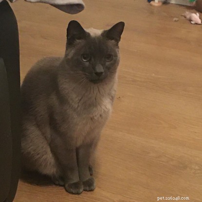 Harley’s Transformation: From Fearful Feline to Confident Cat