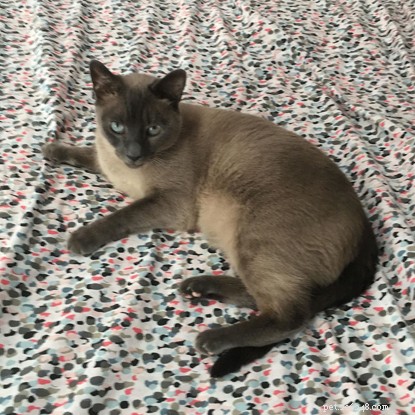 Harley’s Transformation: From Fearful Feline to Confident Cat