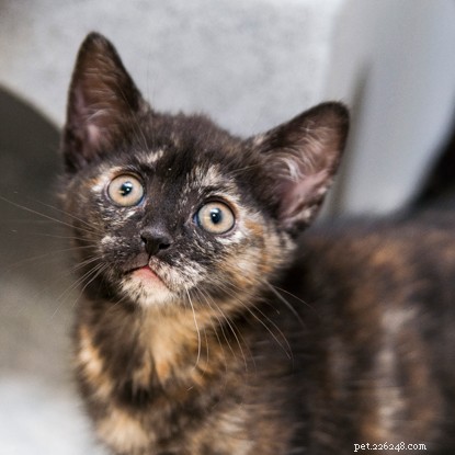 Celebrating International Women’s Day: 7 Fascinating Facts About Female Cats